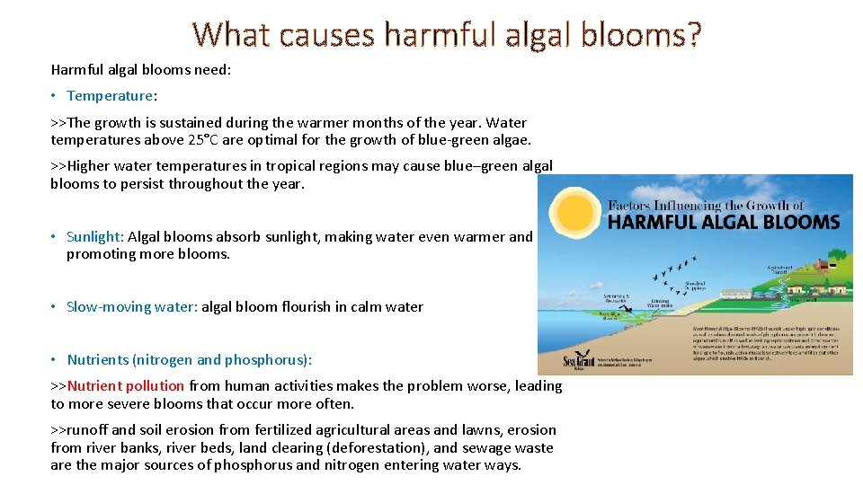 What causes harmful algal blooms? Harmful algal blooms need: • Temperature: >>The growth is