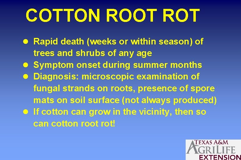 COTTON ROOT ROT l Rapid death (weeks or within season) of trees and shrubs