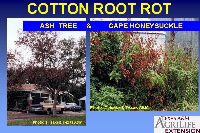 COTTON ROOT ROT ASH TREE & CAPE HONEYSUCKLE 