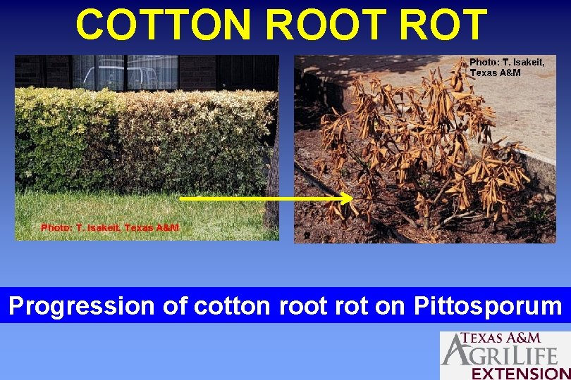 COTTON ROOT ROT Progression of cotton root rot on Pittosporum 