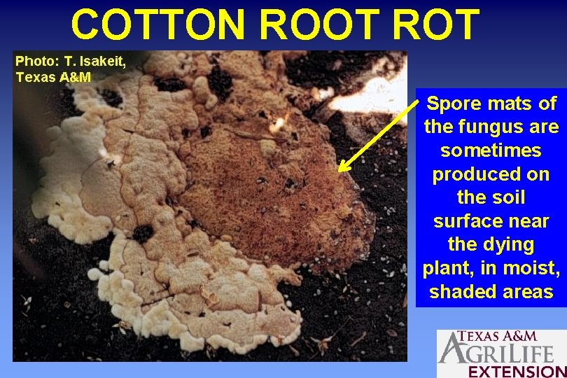 COTTON ROOT ROT Spore mats of the fungus are sometimes produced on the soil