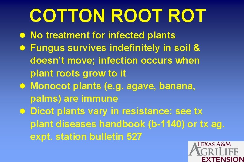 COTTON ROOT ROT l No treatment for infected plants l Fungus survives indefinitely in