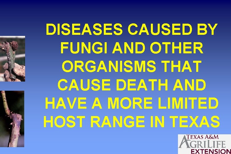 DISEASES CAUSED BY FUNGI AND OTHER ORGANISMS THAT CAUSE DEATH AND HAVE A MORE