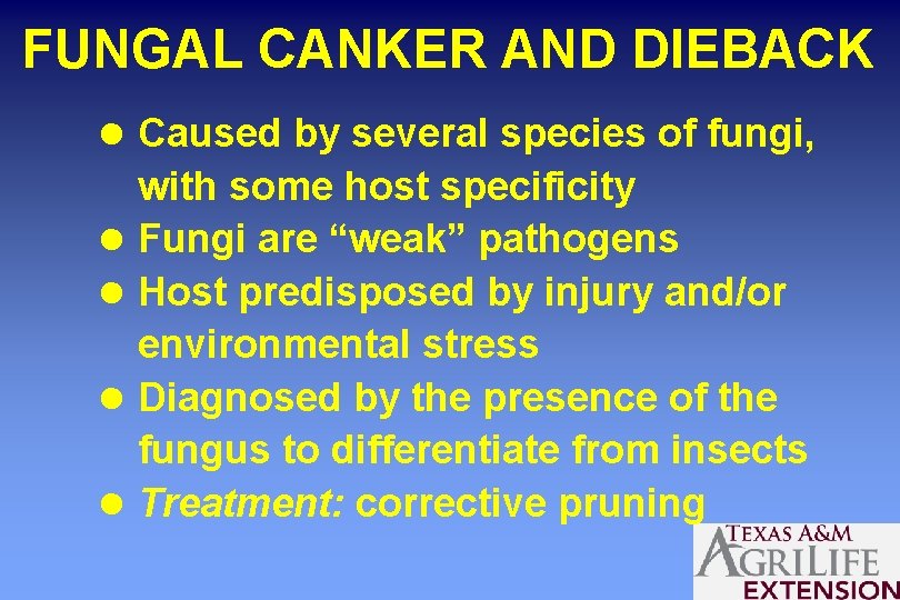 FUNGAL CANKER AND DIEBACK l Caused by several species of fungi, l l with