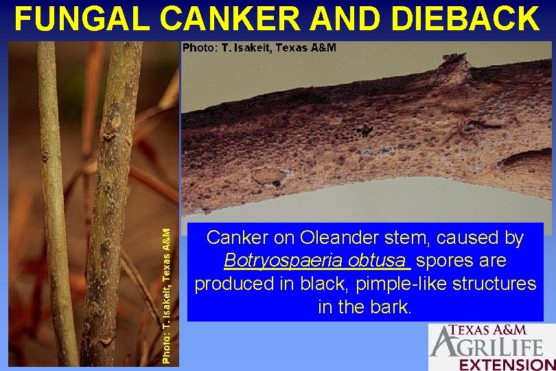 FUNGAL CANKER AND DIEBACK Canker on Oleander stem, caused by Botryospaeria obtusa spores are