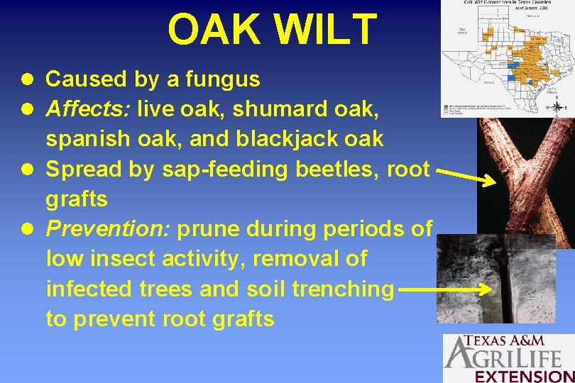 OAK WILT l Caused by a fungus l Affects: live oak, shumard oak, spanish