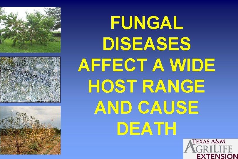 FUNGAL DISEASES AFFECT A WIDE HOST RANGE AND CAUSE DEATH 