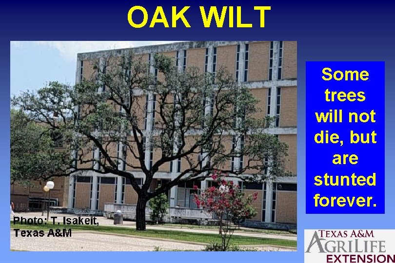 OAK WILT Some trees will not die, but are stunted forever. 
