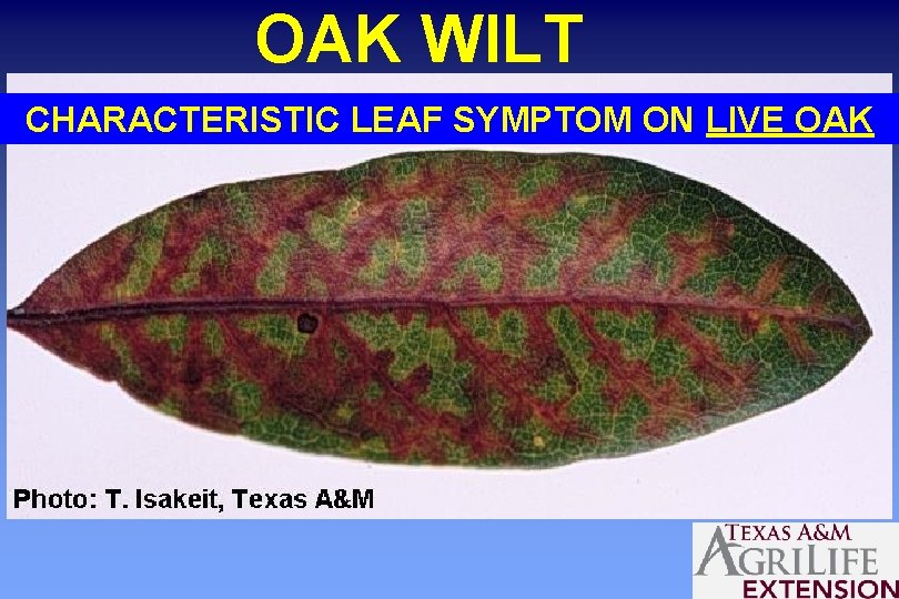 OAK WILT CHARACTERISTIC LEAF SYMPTOM ON LIVE OAK 