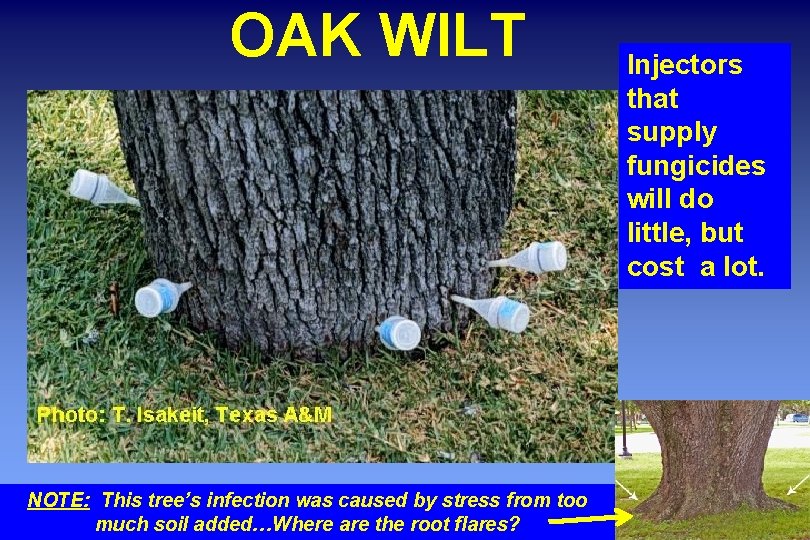 OAK WILT NOTE: This tree’s infection was caused by stress from too much soil