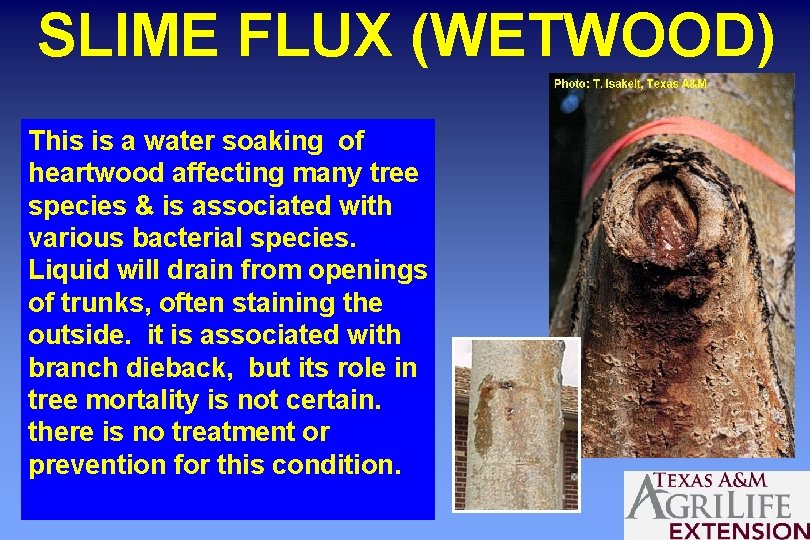 SLIME FLUX (WETWOOD) This is a water soaking of heartwood affecting many tree species