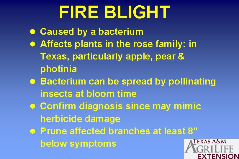 FIRE BLIGHT l Caused by a bacterium l Affects plants in the rose family: