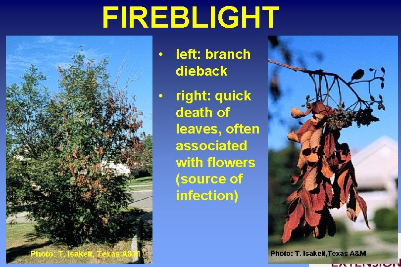 FIREBLIGHT • left: branch dieback • right: quick death of leaves, often associated with