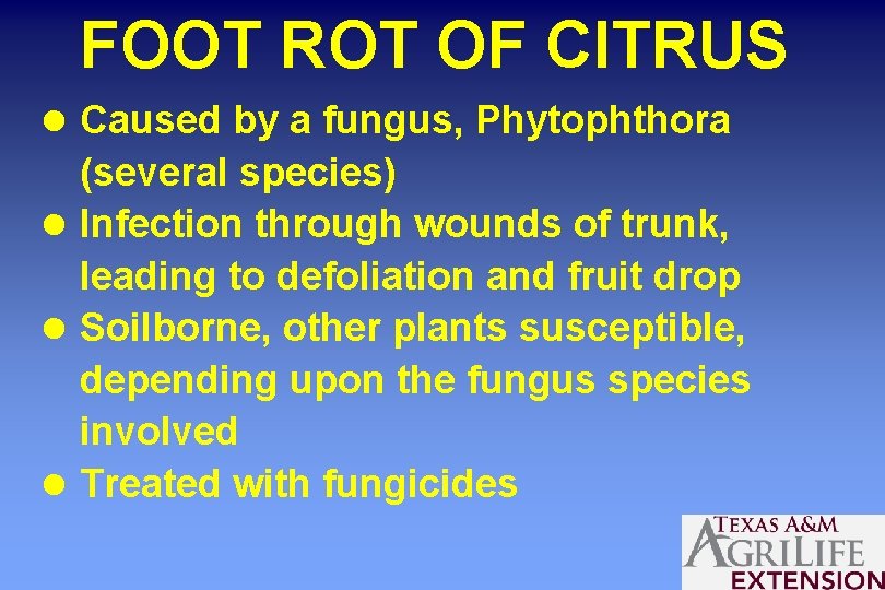 FOOT ROT OF CITRUS l Caused by a fungus, Phytophthora (several species) l Infection