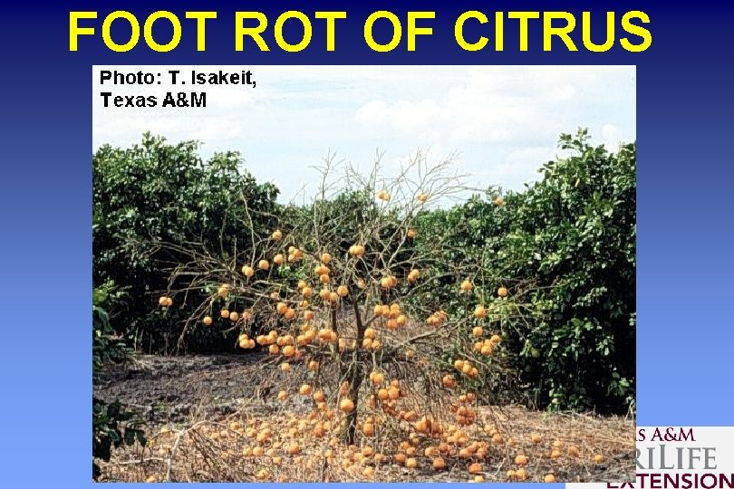 FOOT ROT OF CITRUS 