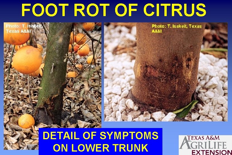 FOOT ROT OF CITRUS DETAIL OF SYMPTOMS ON LOWER TRUNK 