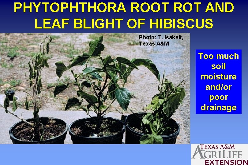 PHYTOPHTHORA ROOT ROT AND LEAF BLIGHT OF HIBISCUS Too much soil moisture and/or poor