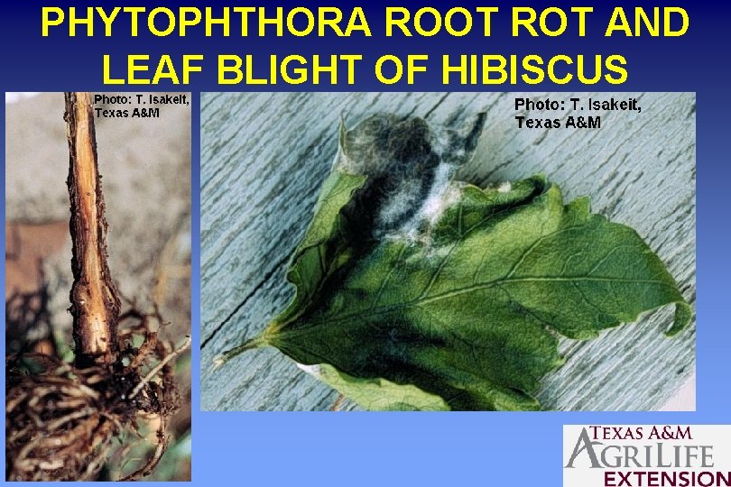 PHYTOPHTHORA ROOT ROT AND LEAF BLIGHT OF HIBISCUS 