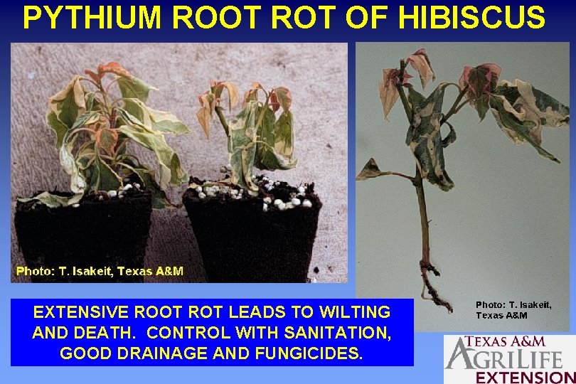 PYTHIUM ROOT ROT OF HIBISCUS EXTENSIVE ROOT ROT LEADS TO WILTING AND DEATH. CONTROL