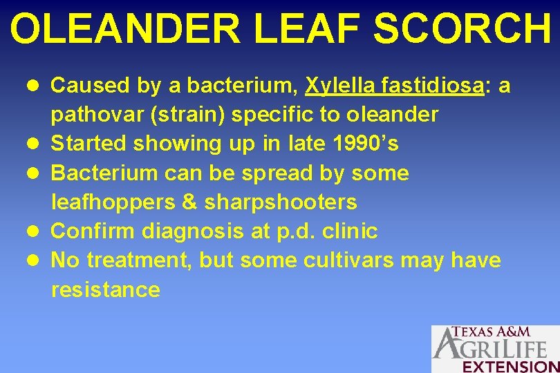 OLEANDER LEAF SCORCH l Caused by a bacterium, Xylella fastidiosa: a l l pathovar