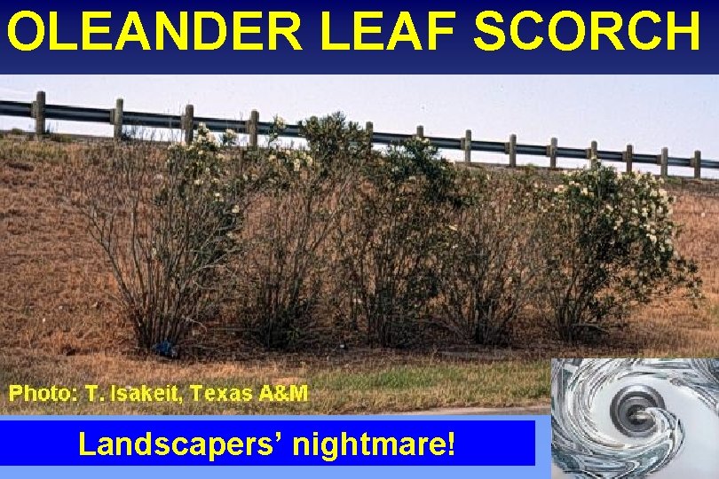 OLEANDER LEAF SCORCH Landscapers’ nightmare! 