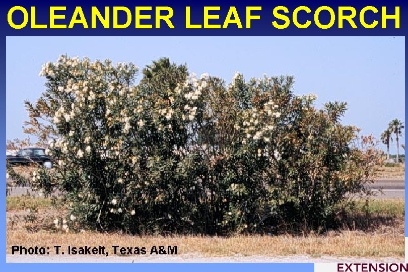 OLEANDER LEAF SCORCH 