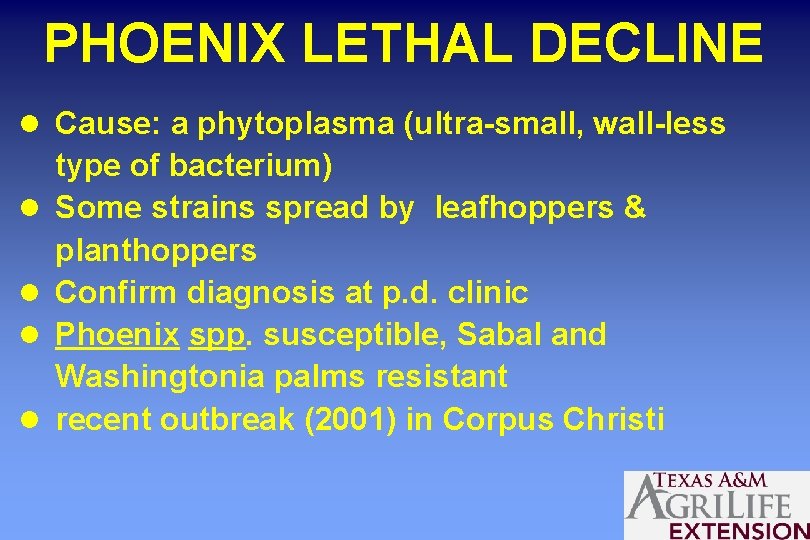 PHOENIX LETHAL DECLINE l Cause: a phytoplasma (ultra-small, wall-less l l type of bacterium)
