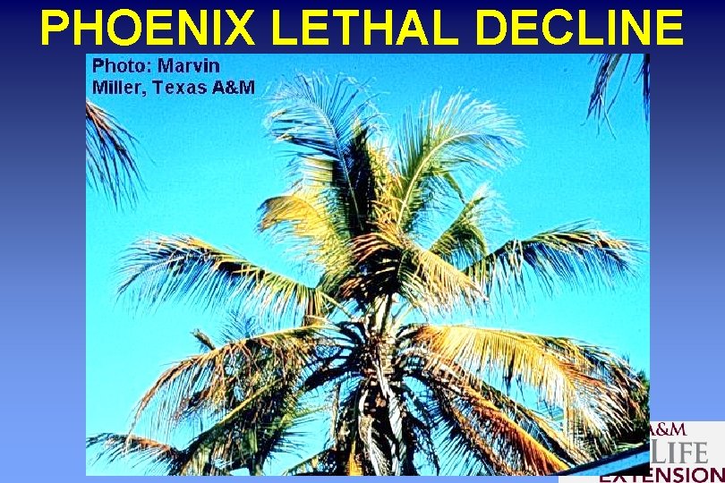PHOENIX LETHAL DECLINE 