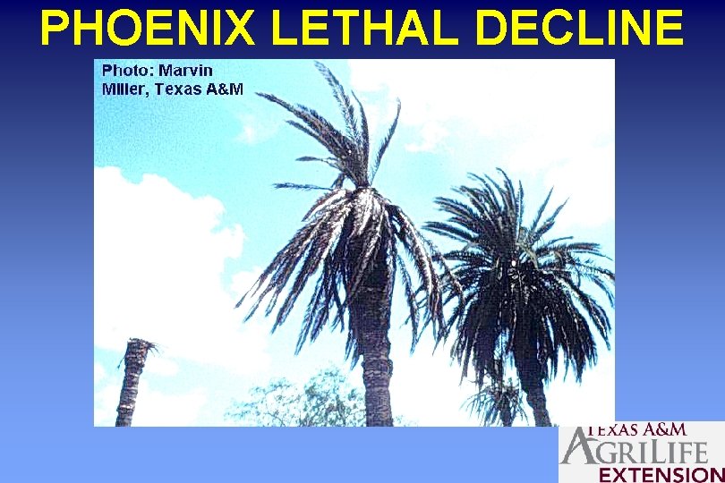 PHOENIX LETHAL DECLINE 