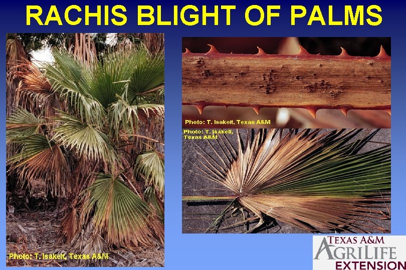 RACHIS BLIGHT OF PALMS 