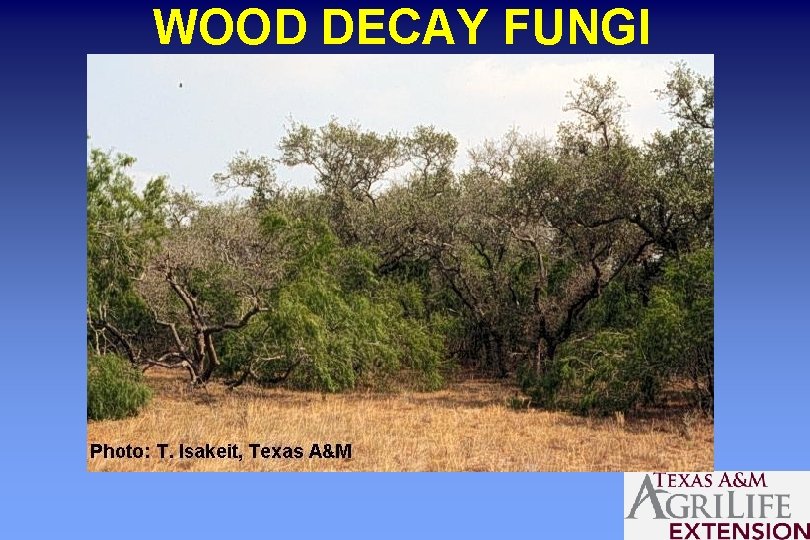 WOOD DECAY FUNGI 
