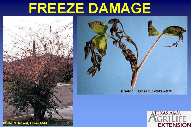 FREEZE DAMAGE 