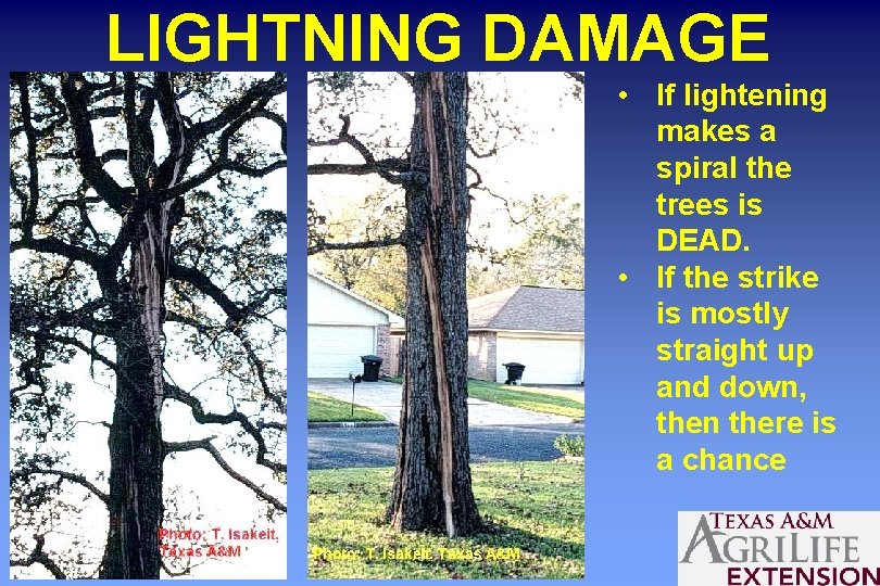 LIGHTNING DAMAGE • If lightening makes a spiral the trees is DEAD. • If