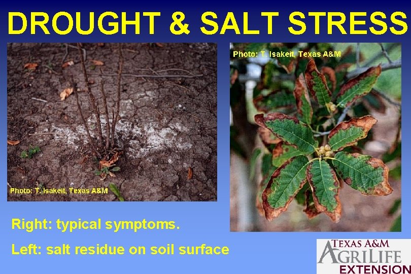 DROUGHT & SALT STRESS Right: typical symptoms. Left: salt residue on soil surface 