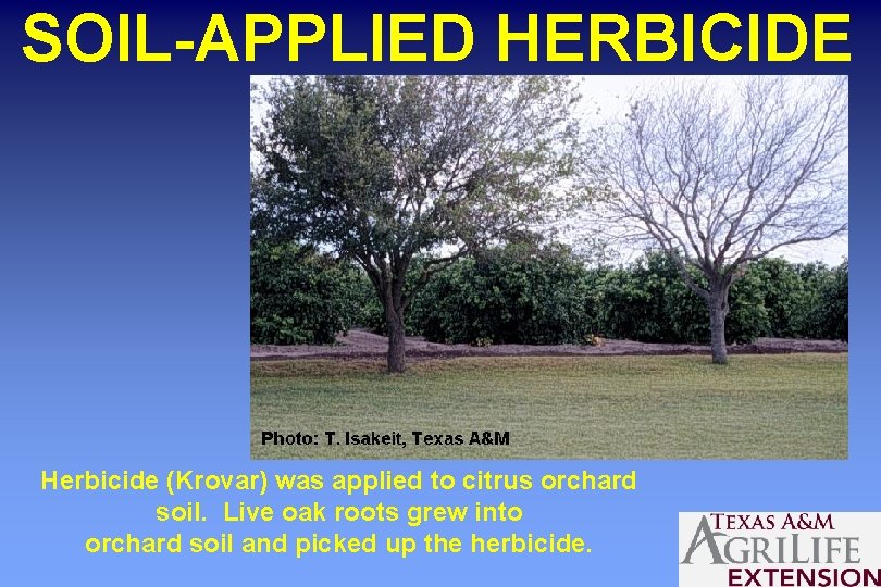 SOIL-APPLIED HERBICIDE Herbicide (Krovar) was applied to citrus orchard soil. Live oak roots grew