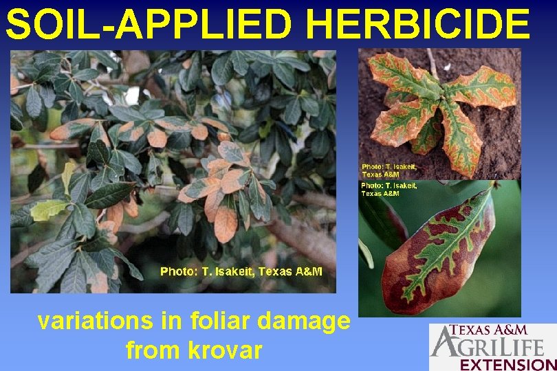 SOIL-APPLIED HERBICIDE variations in foliar damage from krovar 