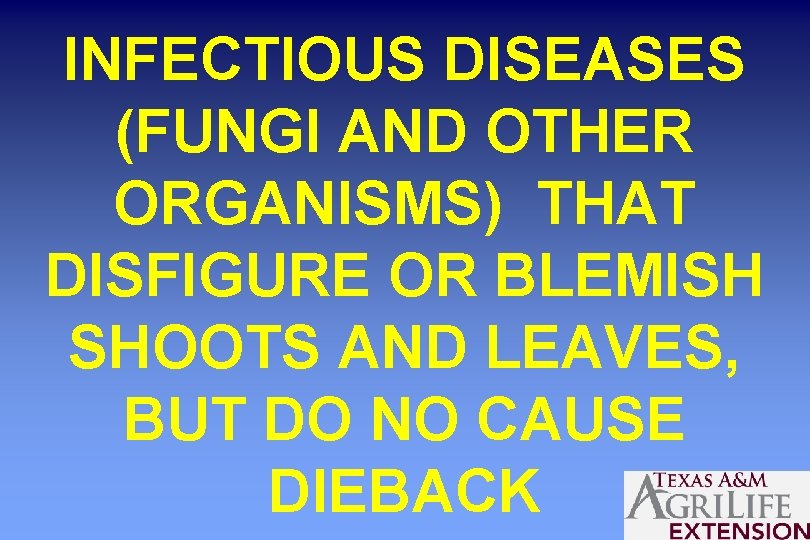 INFECTIOUS DISEASES (FUNGI AND OTHER ORGANISMS) THAT DISFIGURE OR BLEMISH SHOOTS AND LEAVES, BUT
