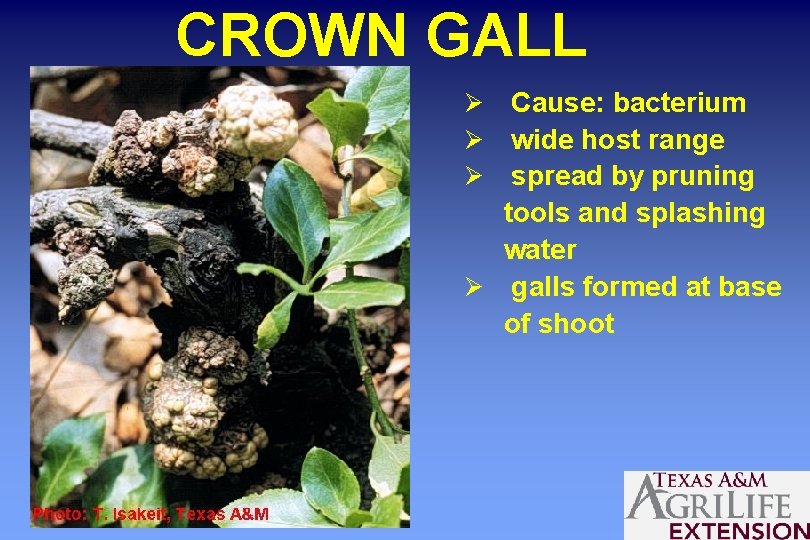 CROWN GALL Cause: bacterium wide host range spread by pruning tools and splashing water