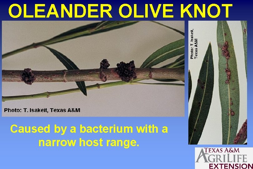 OLEANDER OLIVE KNOT Caused by a bacterium with a narrow host range. 