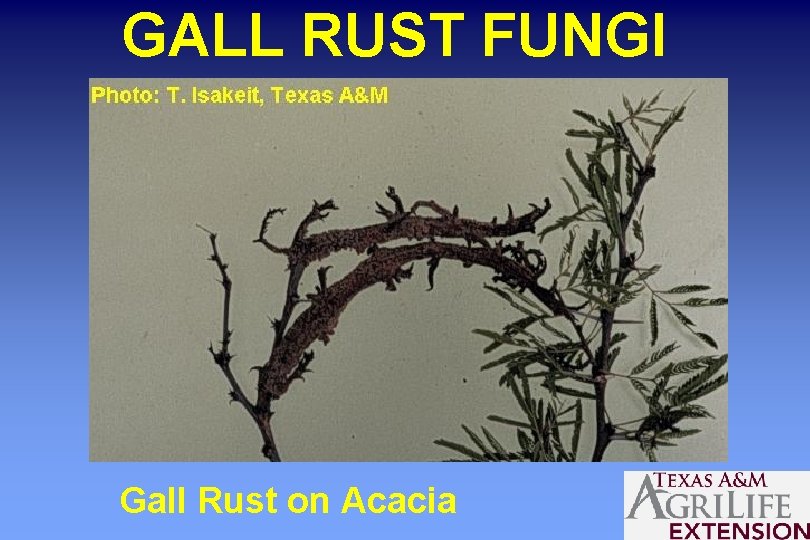 GALL RUST FUNGI Gall Rust on Acacia 