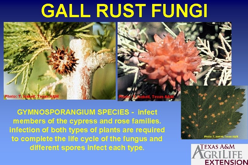 GALL RUST FUNGI GYMNOSPORANGIUM SPECIES - infect members of the cypress and rose families.