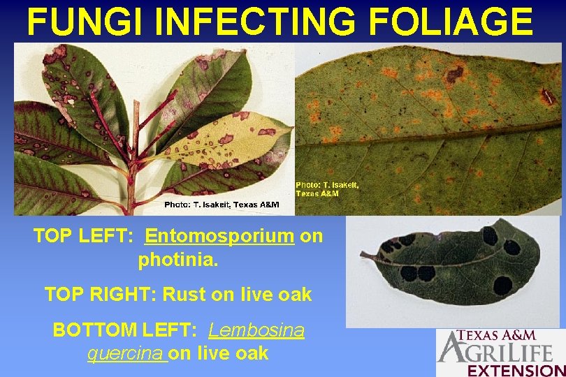 FUNGI INFECTING FOLIAGE TOP LEFT: Entomosporium on photinia. TOP RIGHT: Rust on live oak