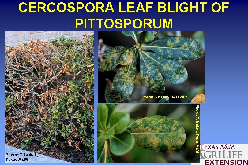 CERCOSPORA LEAF BLIGHT OF PITTOSPORUM 