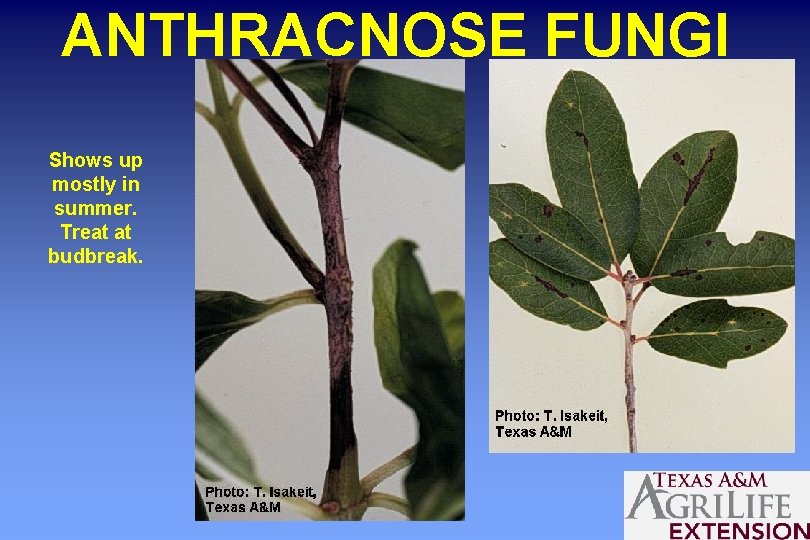 ANTHRACNOSE FUNGI Shows up mostly in summer. Treat at budbreak. 
