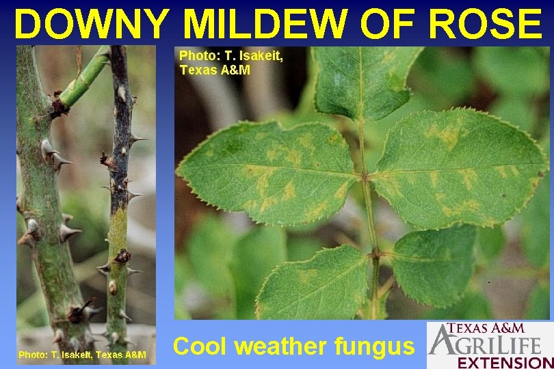 DOWNY MILDEW OF ROSE Cool weather fungus 