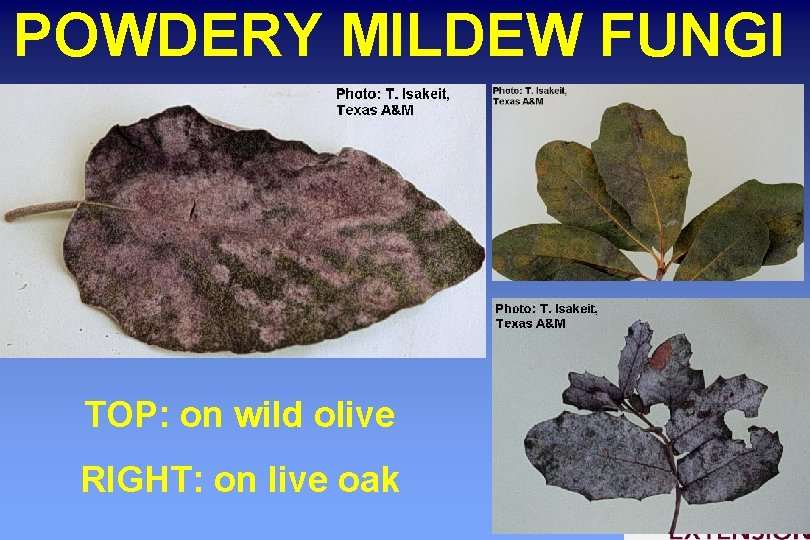 POWDERY MILDEW FUNGI TOP: on wild olive RIGHT: on live oak 