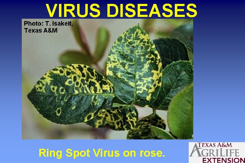 VIRUS DISEASES Ring Spot Virus on rose. 