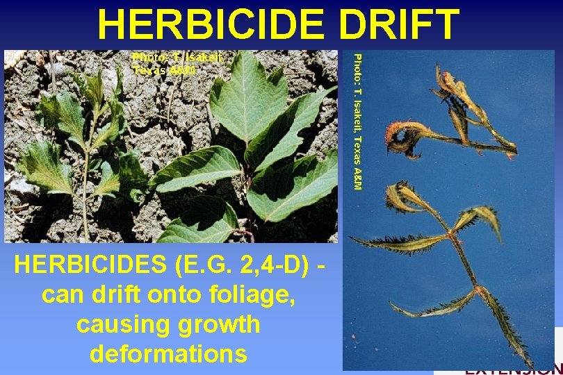 HERBICIDE DRIFT HERBICIDES (E. G. 2, 4 -D) can drift onto foliage, causing growth