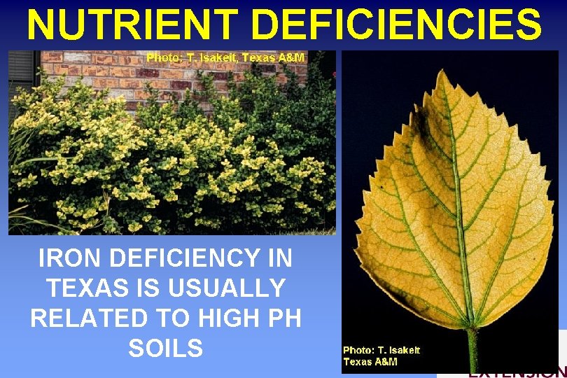 NUTRIENT DEFICIENCIES IRON DEFICIENCY IN TEXAS IS USUALLY RELATED TO HIGH PH SOILS 
