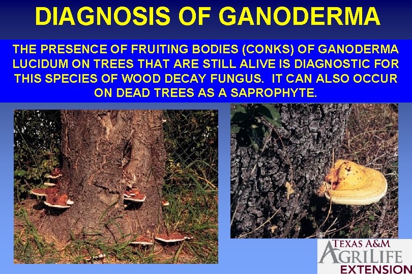 DIAGNOSIS OF GANODERMA THE PRESENCE OF FRUITING BODIES (CONKS) OF GANODERMA LUCIDUM ON TREES